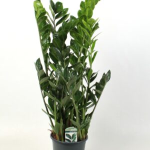 Zamioculcas zamiifolia Zamioculcas Lucky Classic 10+ Feathers
(1 Plants/Order)(21cmP 95cmH)