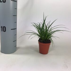 Carex brunnea Carex brunnea (groen) p5,5
(30 Plants/Order)(5cmP 10cmH)