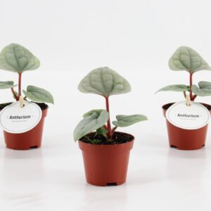 Anthurium Leaf Anthurium Luxurians
(12 Plants/Order)(6cmP 20cmH)