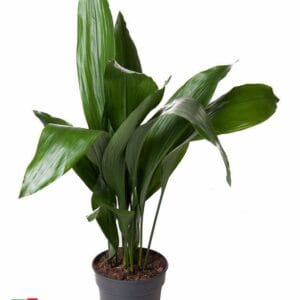 Aspidistra elatior
(1 Plants/Order)(21cmP 90cmH)