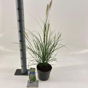 Pennisetum alopecuroides Hameln Pennisetum alopecuroides 'Hameln'
(1 Plants/Order)(17cmP 30cmH)