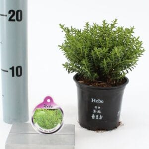 Hebe other green odora 'New Zealand'
(12 Plants/Order)(10.5cmP 10cmH)