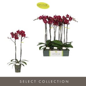 Phalaenopsis other red more Optistar Montpellier 2 spike
(6 Plants/Order)(12cmP 60cmH)