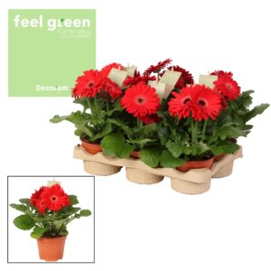 Gerbera Flori Line red Gerbera Red tinten 2+ bl. Feel Green, nature Decorum
(6 Plants/Order)(12cmP 20cmH)