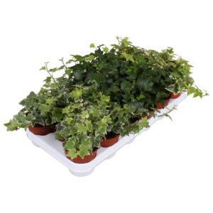 Hedera mixed Hedera helix mixed
(12 Plants/Order)(9cmP 5cmH)