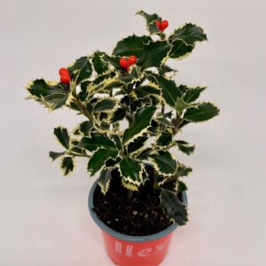 Ilex Argentea Marginata Ilex aquifolium 'Argentea Marginata' 3 duo bes
(10 Plants/Order)(12cmP 30cmH)