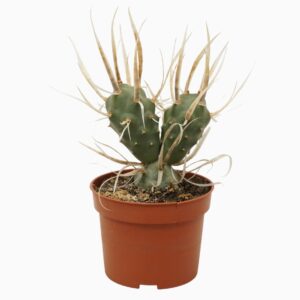 Tephrocactus articulatus Tephrocactus papyracanthus 10,5 cm
(10 Plants/Order)(10.5cmP 15cmH)