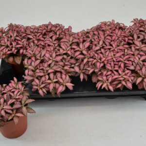 Fittonia Mosaic Pink Forest Flame fittonia pink forest flame 12 CM
(9 Plants/Order)(12cmP 20cmH)