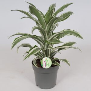 Dracaena White Jewel Dracaena 'White Jewel'
(6 Plants/Order)(17cmP 45cmH)