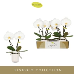 Phalaenopsis white more Ripsen Singolo & Co Tosha in Lazio White 
(4 Plants/Order)(9cmP 40cmH)