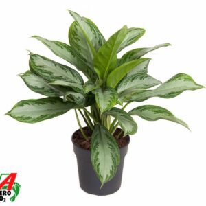 Aglaonema Silver Bay Aglaonema Silver Bay
(1 Plants/Order)(19cmP 60cmH)