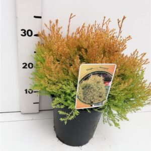 Thuja Rheingold Thuja occ. 'Rheingold'
(1 Plants/Order)(19cmP 45cmH)