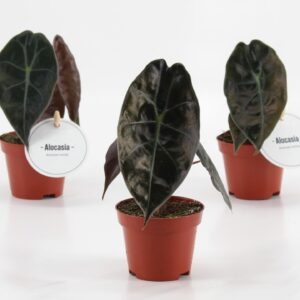 Alocasia Alocasia suhirmaniana ‘Red Petiole’
(20 Plants/Order)(6cmP 10cmH)