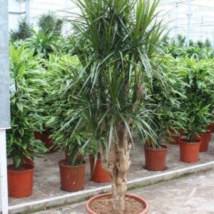 Dracaena marginata Dracaena marginata
(1 Plants/Order)(45cmP 190cmH)