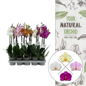 Phalaenopsis mixed Your Natural Orchid | mix 50cm | Phalaenopsis 2 spike
(10 Plants/Order)(12cmP 50cmH)