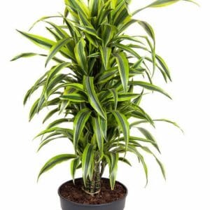 Dracaena Lemon Lime Dracaena Lemon Lime busch P27
(1 Plants/Order)(27cmP 110cmH)