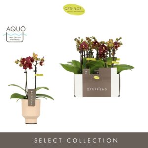 Phalaenopsis Multiflora Optifriend Esmee 2 spike in Emilia Salmon Aquo
(6 Plants/Order)(7cmP 25cmH)