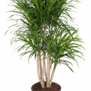 Dracaena Anita Dracaena Anita busch P27
(1 Plants/Order)(27cmP 110cmH)