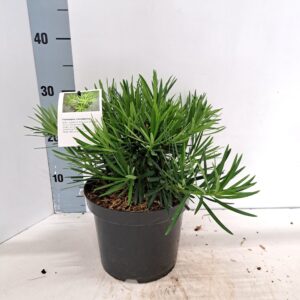 Podocarpus lawrencei Podocarpus macrophyllus
(1 Plants/Order)(19cmP 30cmH)
