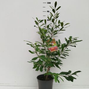 Ilex Ilex paraguariensis
(1 Plants/Order)(19cmP 40cmH)