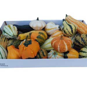 Cucurbita Maya mix
(25 Plants/Order)(8cmP 8cmH)