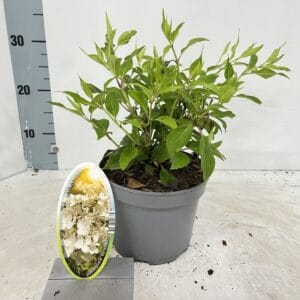 Hydrangea paniculata Kyushu
(1 Plants/Order)(17cmP 40cmH)