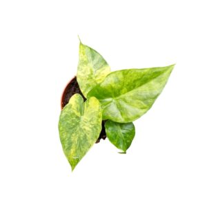 Alocasia Alocasia Odora Variegata (yellow)
(5 Plants/Order)(7cmP 15cmH)