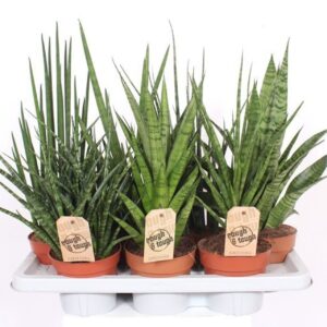 Sansevieria Cylindrica Sansevieria Luxe mix
(7 Plants/Order)(14cmP 55cmH)