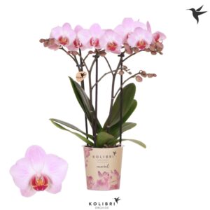 Phalaenopsis Multiflora Kolibri Orchids Phalaenopsis Antwerp 3 spike
(6 Plants/Order)(9cmP 40cmH)
