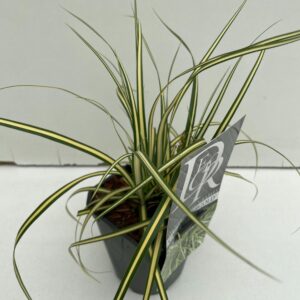 Carex hachijoensis Evergold Carex 'Evergold'
(10 Plants/Order)(13cmP 25cmH)