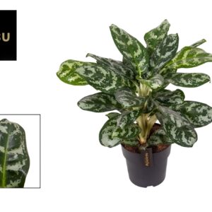 Aglaonema Amazon Silver Aglaonema Amazon Silver
(3 Plants/Order)(19cmP 60cmH)