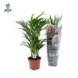 Chrysalidocarpus Dypsis lutescens (Areca) 17cm
(1 Plants/Order)(17cmP 60cmH)