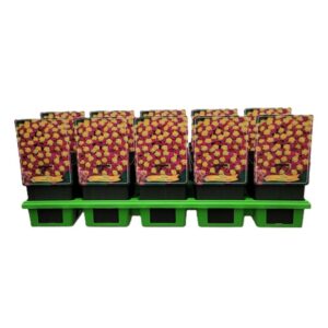 Achillea Achillea mix CC P11
(10 Plants/Order)(11cmP 25cmH)