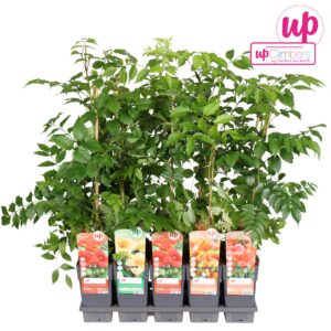 Campsis Campsis mix tray geent P15
(10 Plants/Order)(15cmP 65cmH)