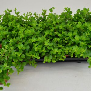 Peperomia rotundifolia PEPEROMIA ROTUNDFIOLIA
(21 Plants/Order)(8.5cmP 12cmH)