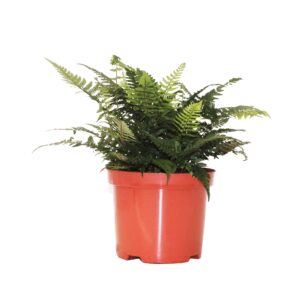Athyrium Athyrium Spicatum - De varen For inside and buiten!
(4 Plants/Order)(17cmP 40cmH)