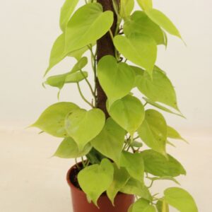 Philodendron PHILODENDRON LIME kratiste klimstok 50CM
(7 Plants/Order)(14cmP 50cmH)