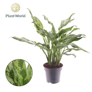 Aglaonema other Aglaonema Juliette
(9 Plants/Order)(14cmP 50cmH)