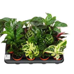 Calathea Calathea 7cm mixed
(16 Plants/Order)(7cmP 15cmH)