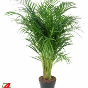 Chrysalidocarpus Dypsis Lutescens(Areca) P21-100
(1 Plants/Order)(21cmP 100cmH)