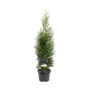 Thuja other dark yellow Thuja occidentalis 'King of Brabant' (pbr)
(1 Plants/Order)(19cmP 70cmH)