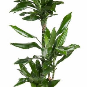 Dracaena Janet Lind Dracaena Janet Lind 60-30-15
(1 Plants/Order)(21cmP 110cmH)