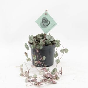 Ceropegia woodii ssp. woodii Ceropegia Woodii
(14 Plants/Order)(8.5cmP 20cmH)