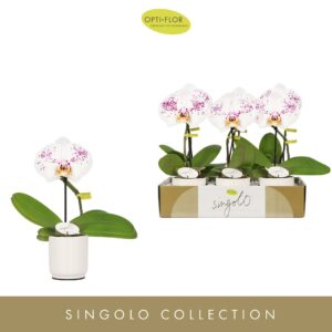 Phalaenopsis other Singolo Owari in Lazio White
(6 Plants/Order)(9cmP 40cmH)