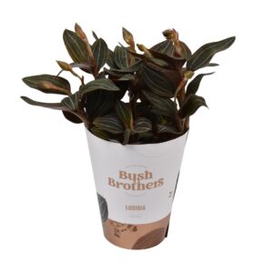 Ludisia Ludisia Discolor 12 cm L
(6 Plants/Order)(12cmP 35cmH)