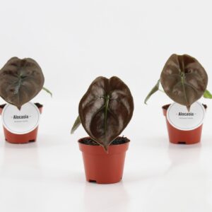 Alocasia Alocasia Red Secret
(20 Plants/Order)(6cmP 10cmH)