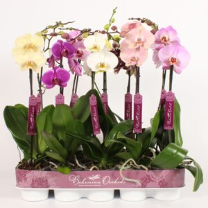Phalaenopsis mixed Phalaenopsis 9-14 mixed
(10 Plants/Order)(12cmP 60cmH)