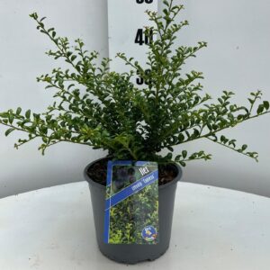 Ilex crenata Convexa Ilex cren. 'Convexa'
(3 Plants/Order)(19cmP 40cmH)