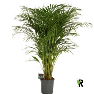 Chrysalidocarpus Dypsis lutescens
(1 Plants/Order)(21cmP 120cmH)