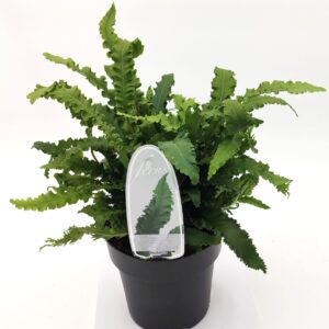 Asplenium scolopendrium Asplenium scolopendrium angustifolium ES15 1,7l
(6 Plants/Order)(15cmP 15cmH)